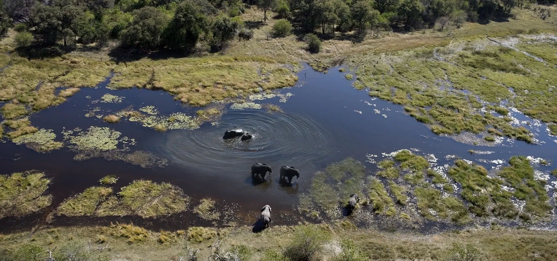 Avila travel Botswana Okavanga delta elephants from above