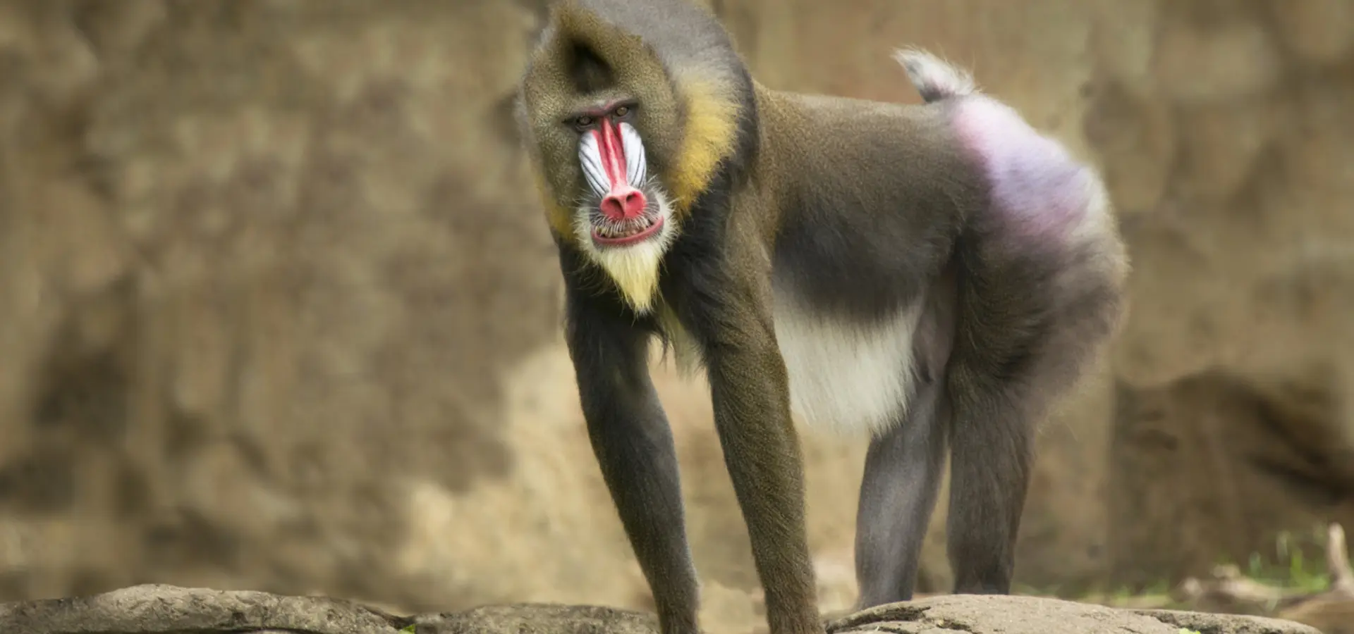 Avila Travel Gabon Mandrill standing