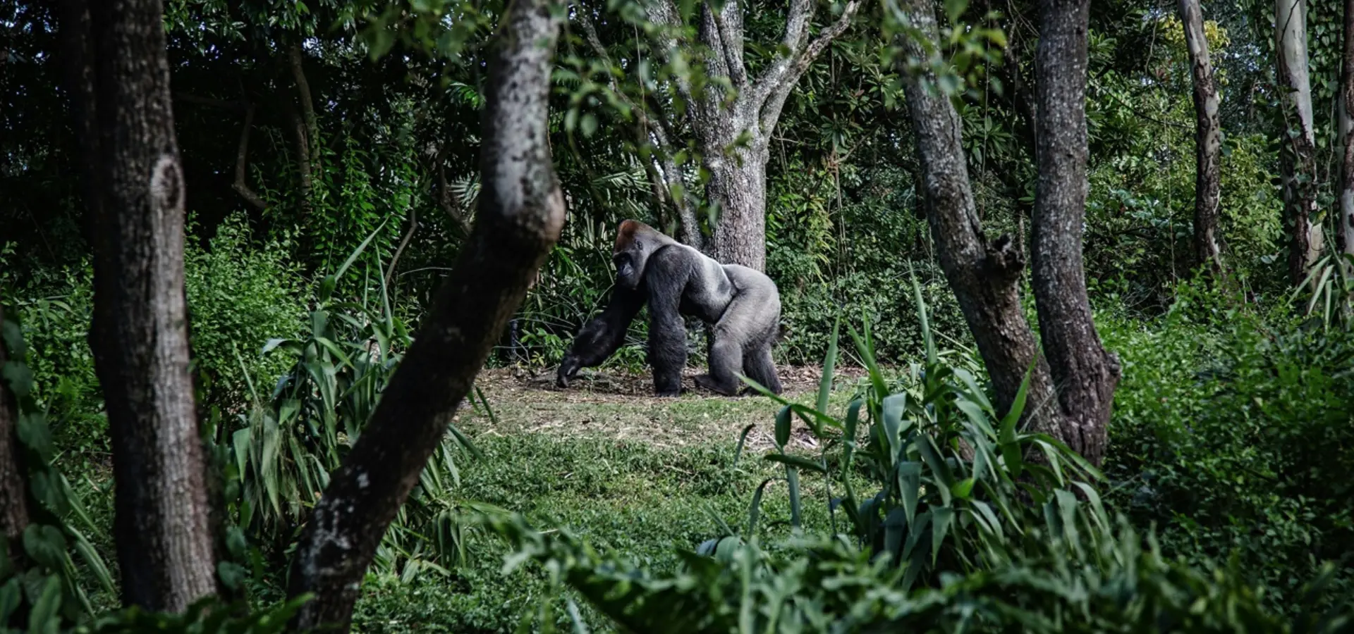 Avila Travel Gabon gorilla in the forest