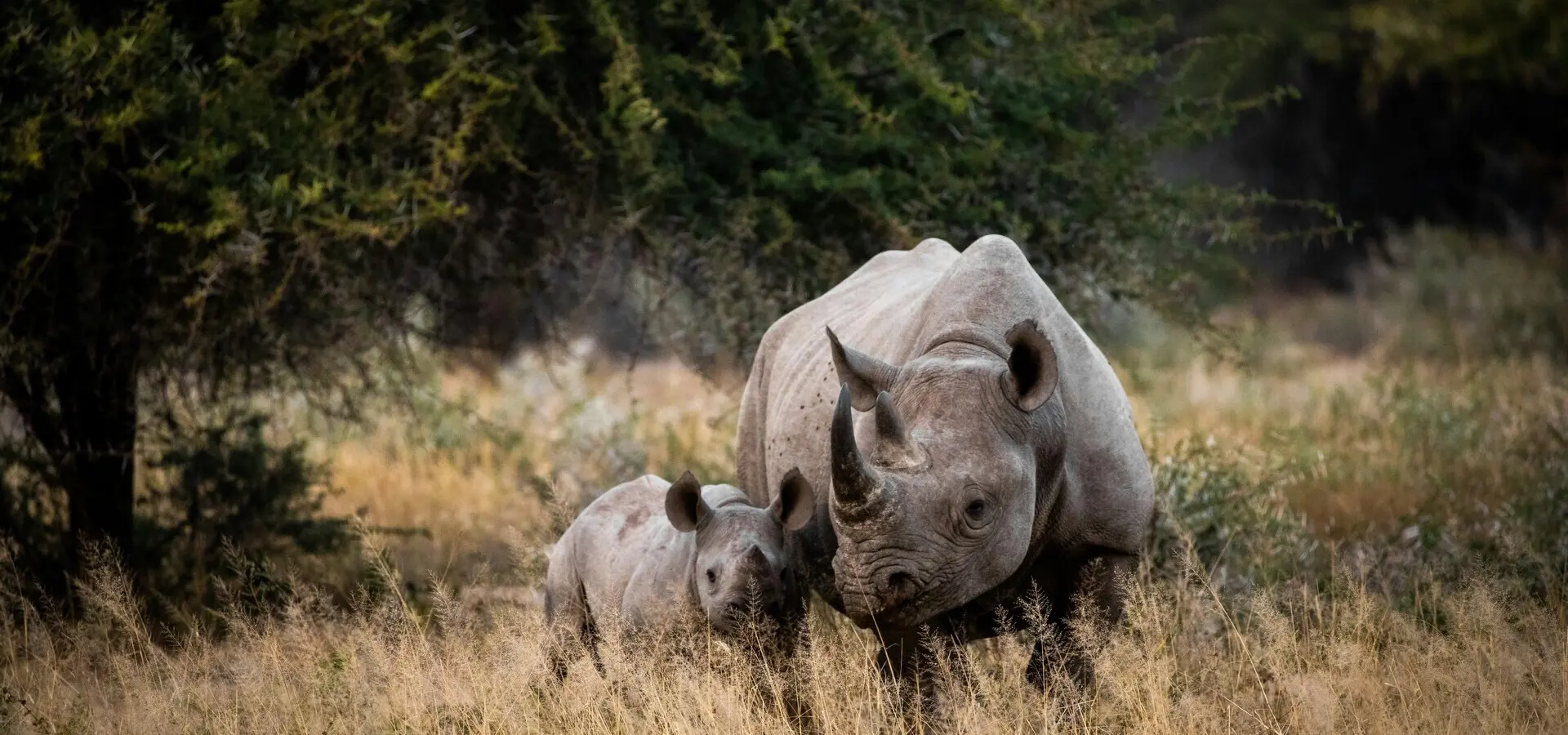 Avila Travel Mozambique rhino