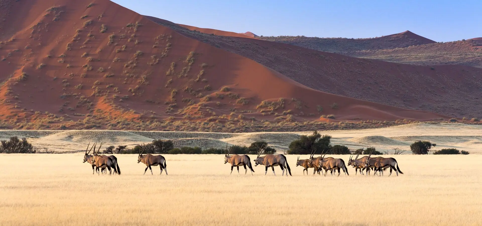 Avila Travel Namibia Herd of Gemsbok in Sossusvlei Namibia