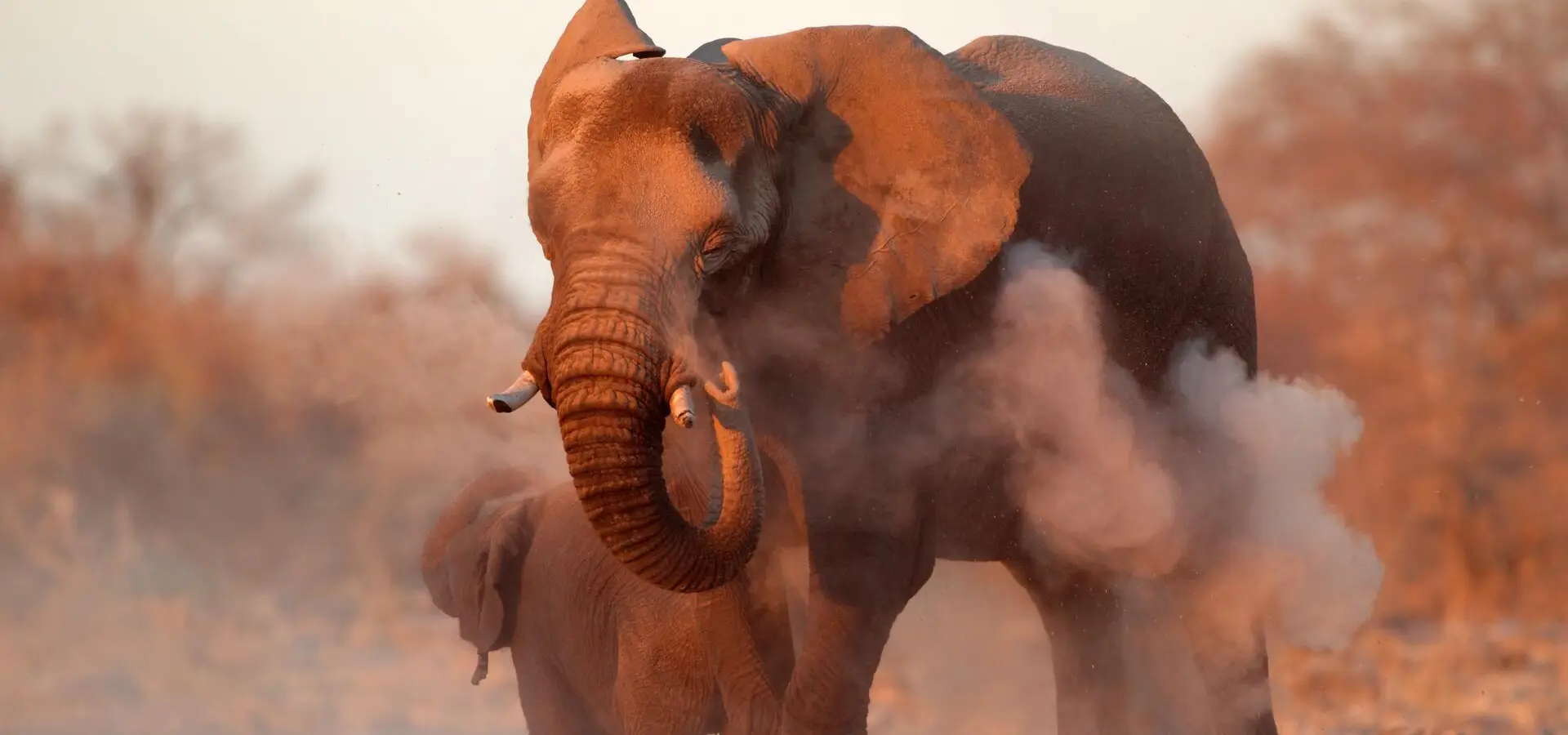 Avila Travel Zimbabwe Large African elephant Loxodonta africana covered in dust