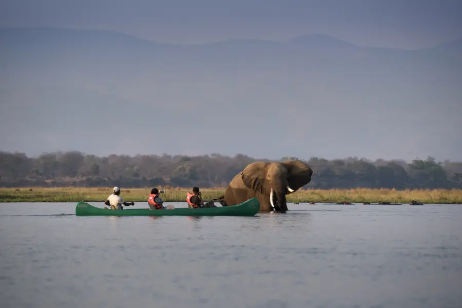 Avila Travel Zimbabwe Mana Pools National Park Zimbabwe Safari Tented Camp African Bush Camps 130 Walking Safari