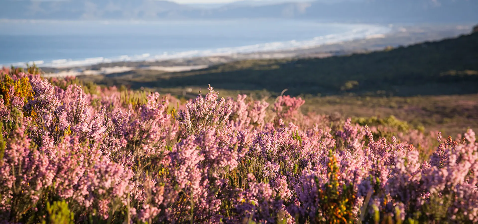 Avila Travel South Africa reserve flora landscape3