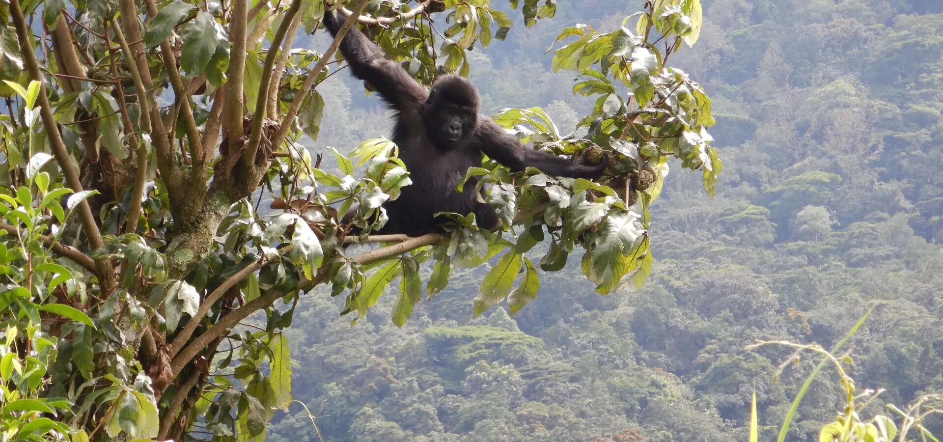 Avila Travel Uganda Annemarie Kleve Bwindi gorilla