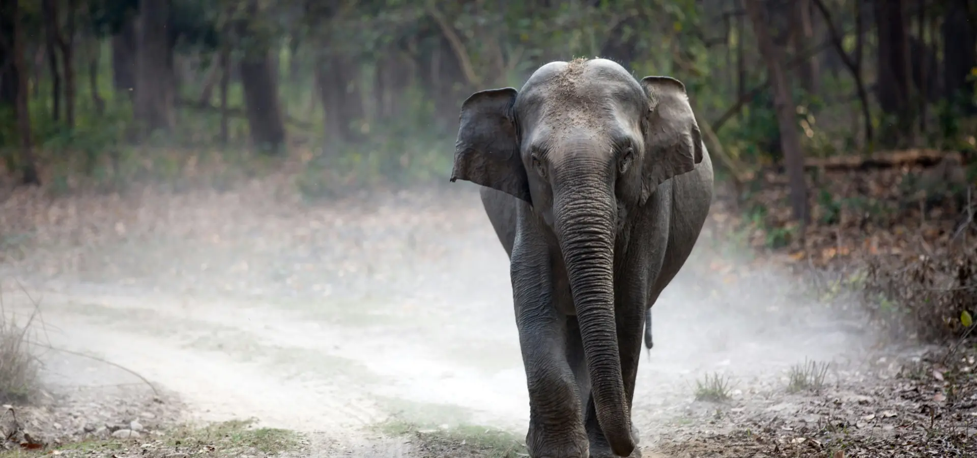 Avila Travel India elephant in nature park
