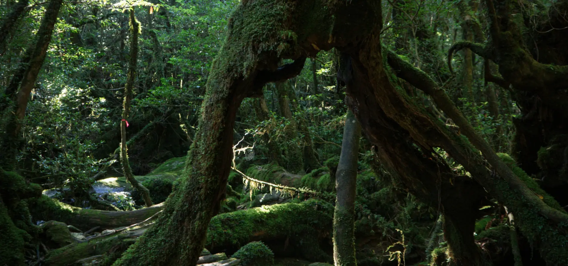 Avila Travel Japan Yakushima Island