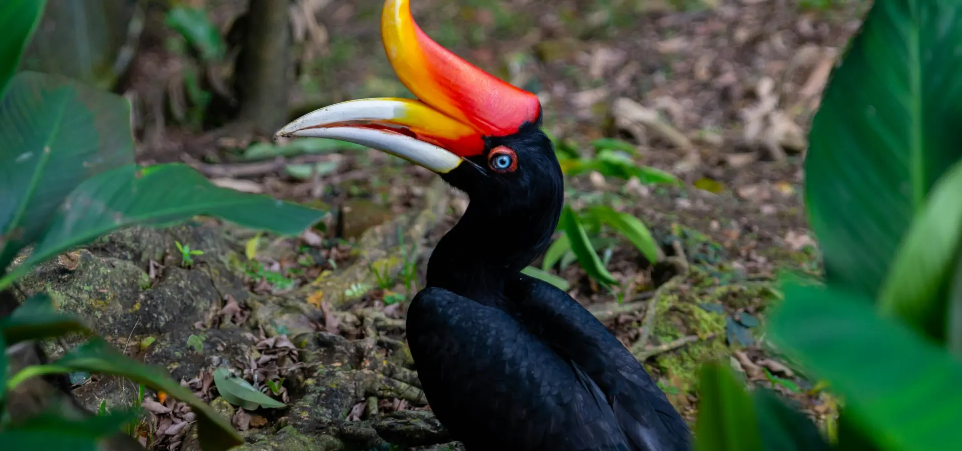 Avila Travel Malaysia Hornbill