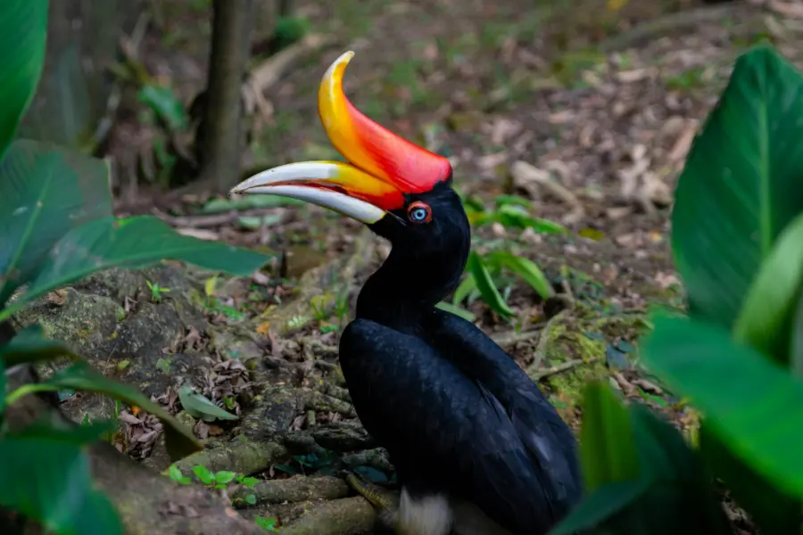 Avila Travel Malaysia Hornbill