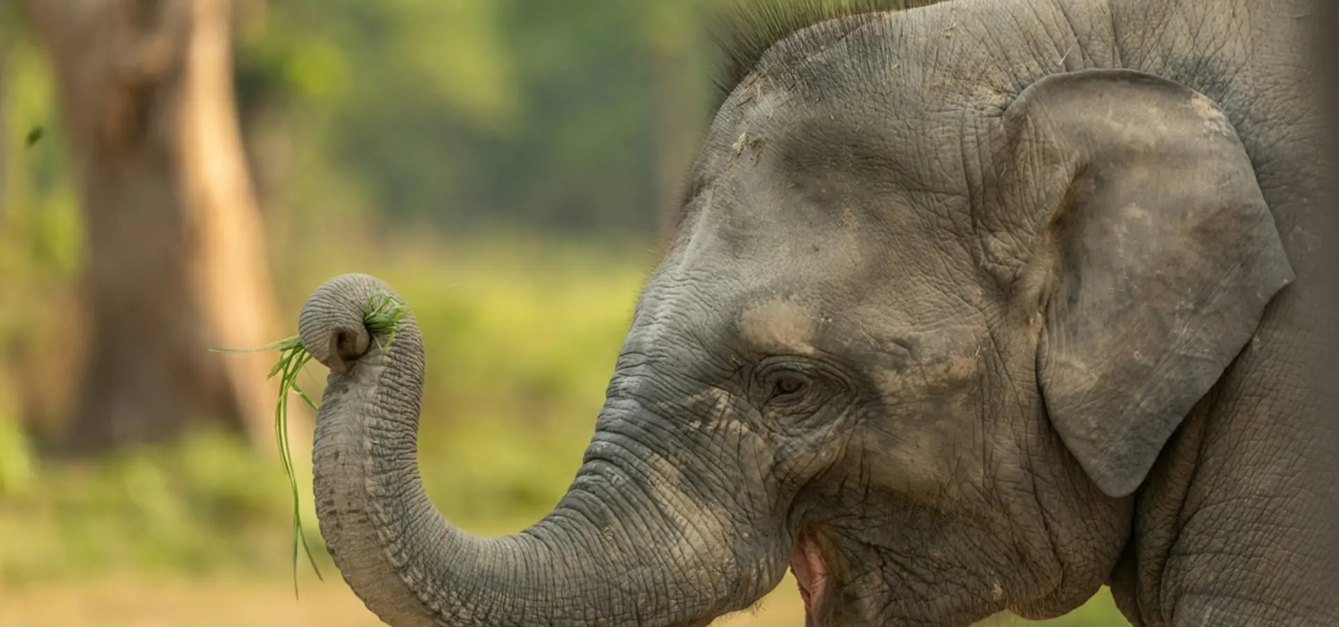 Avila Travel Nepal Chitwan NP baby elephant