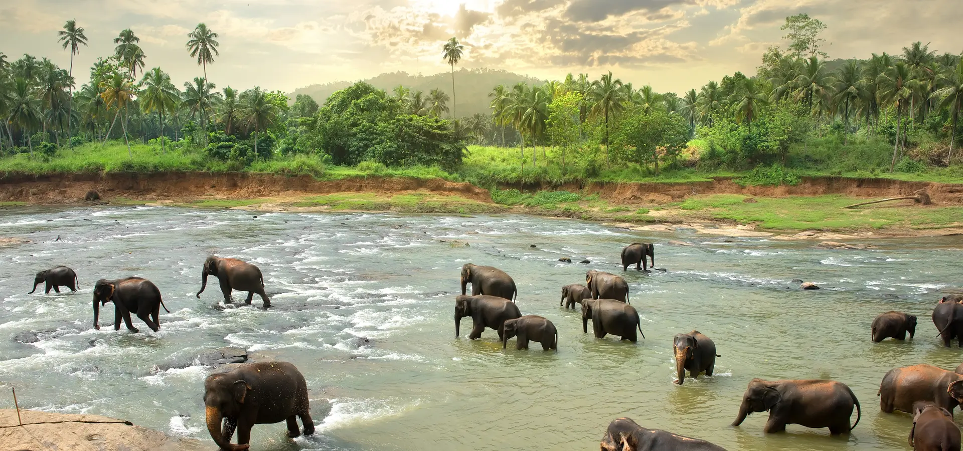 Avila Travel Sri Lanka elephants in water group
