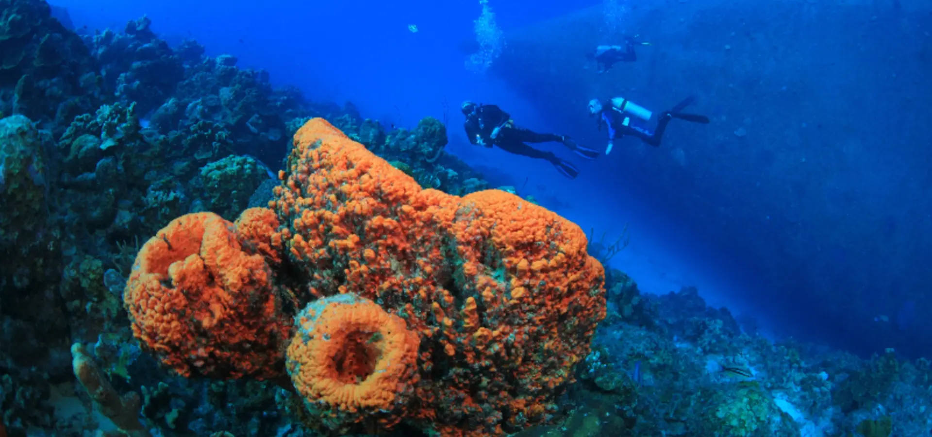 Avila Travel Bonaire Diving at Bonaire