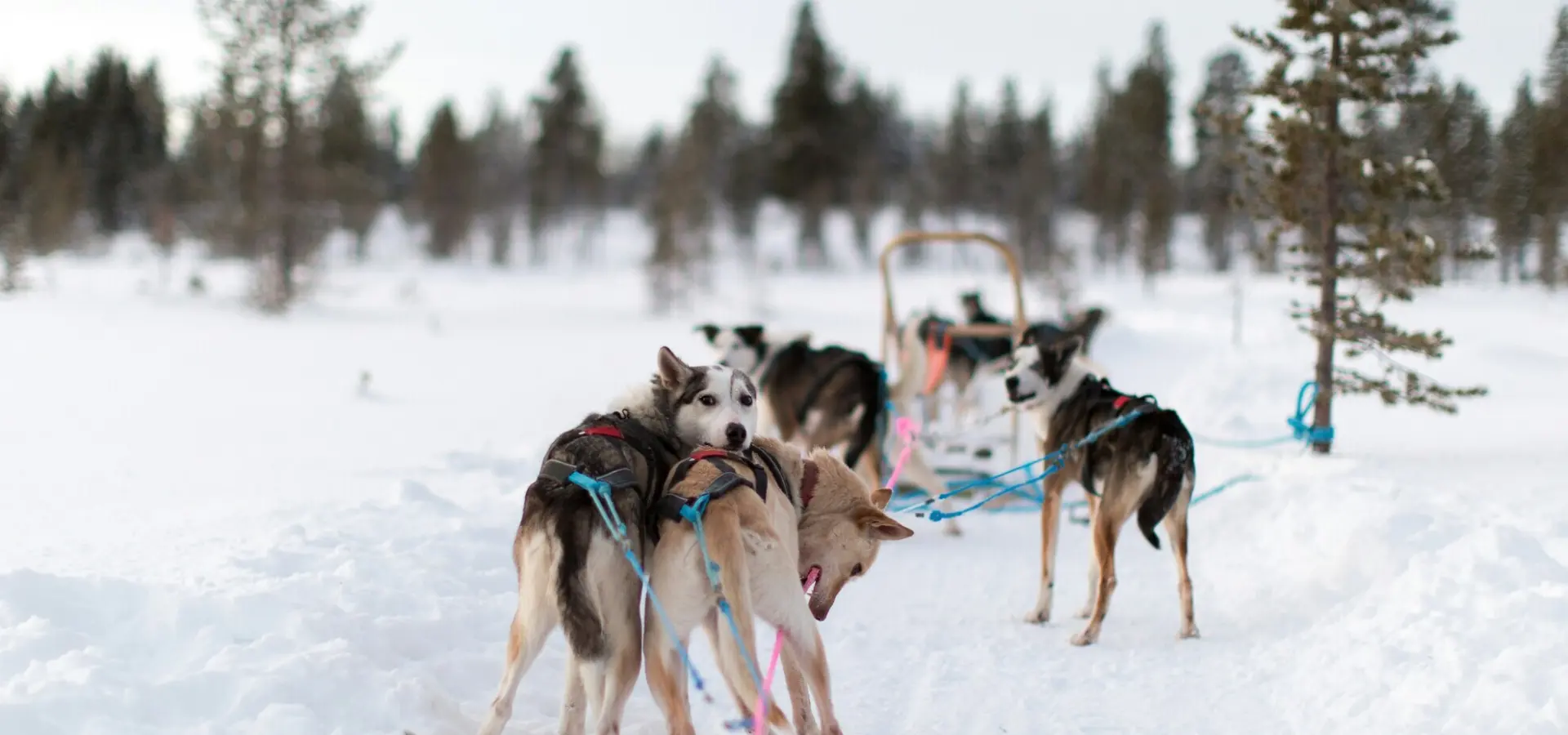 Avila Travel Finland husky tour dogs