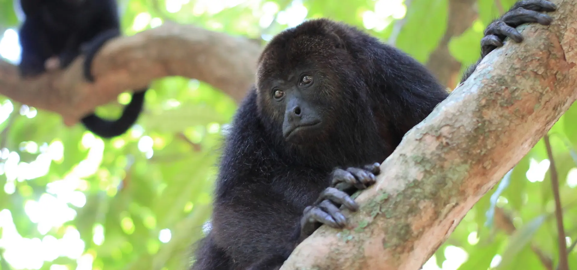 Avila Travel Belize Latin America wildlife howlermokey
