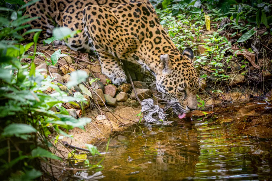 Avila Travel Belize Jaguar 8