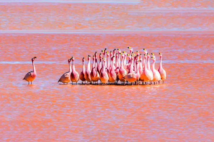 Bolivia Latin America Flamingos
