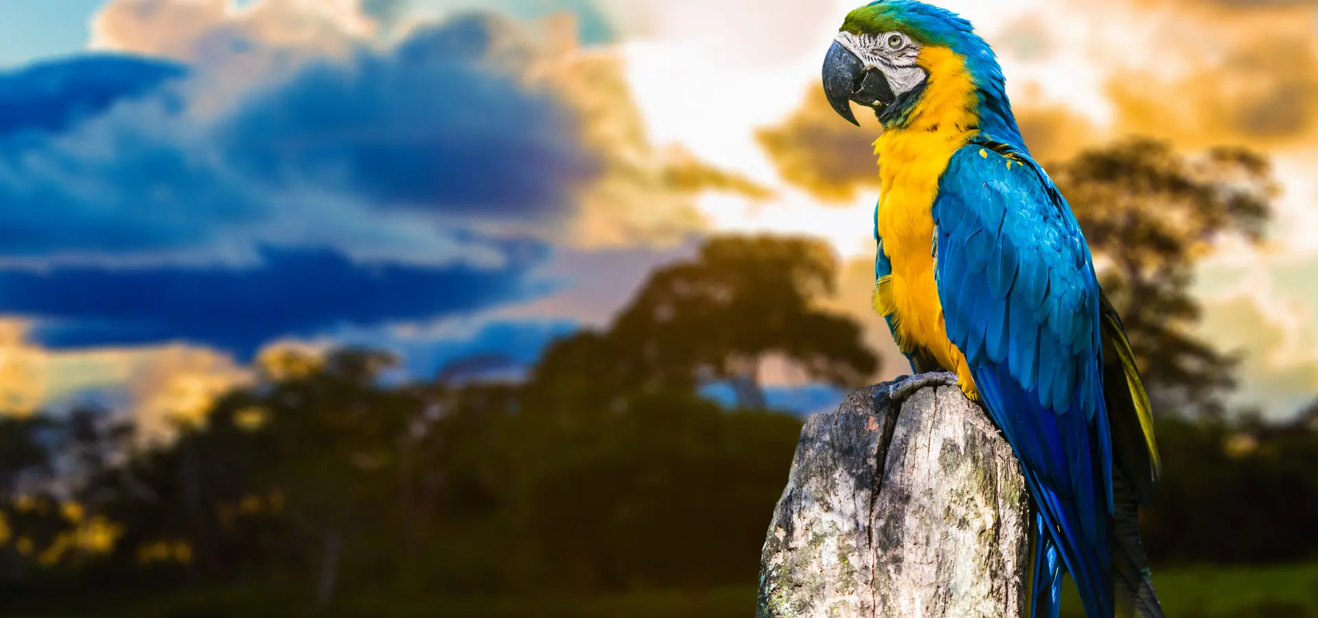 Avila Travel Brasil parrot