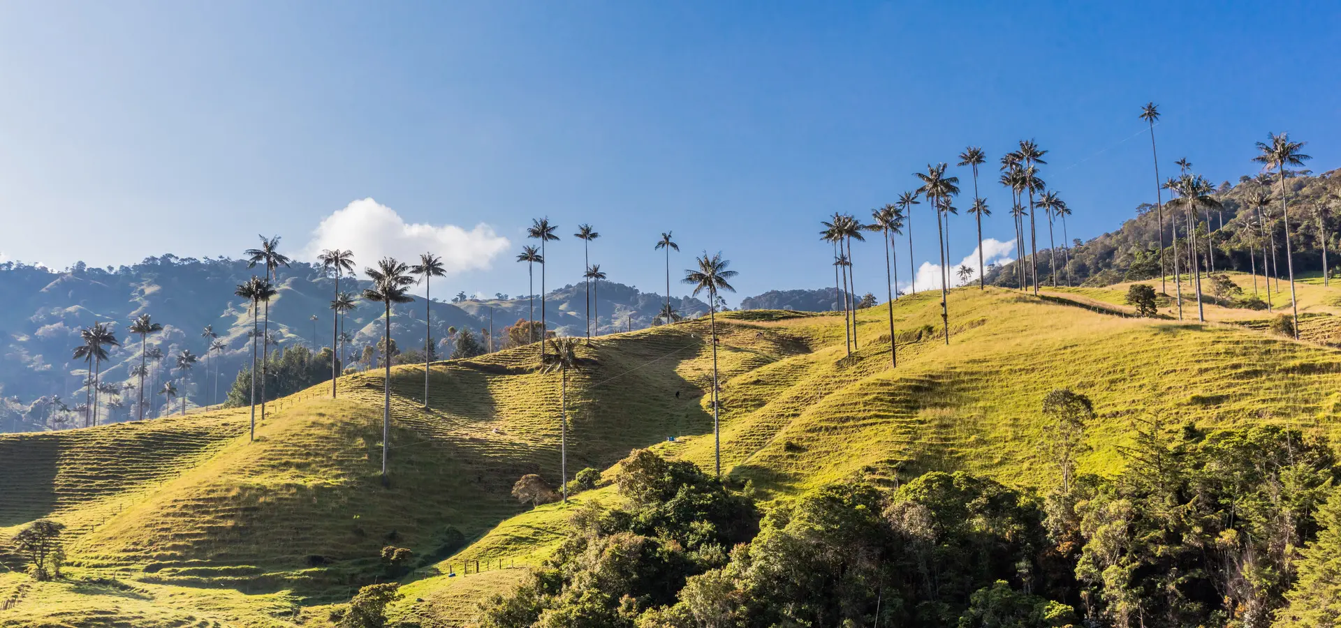 Avila Travel Colombia Coffee Zone