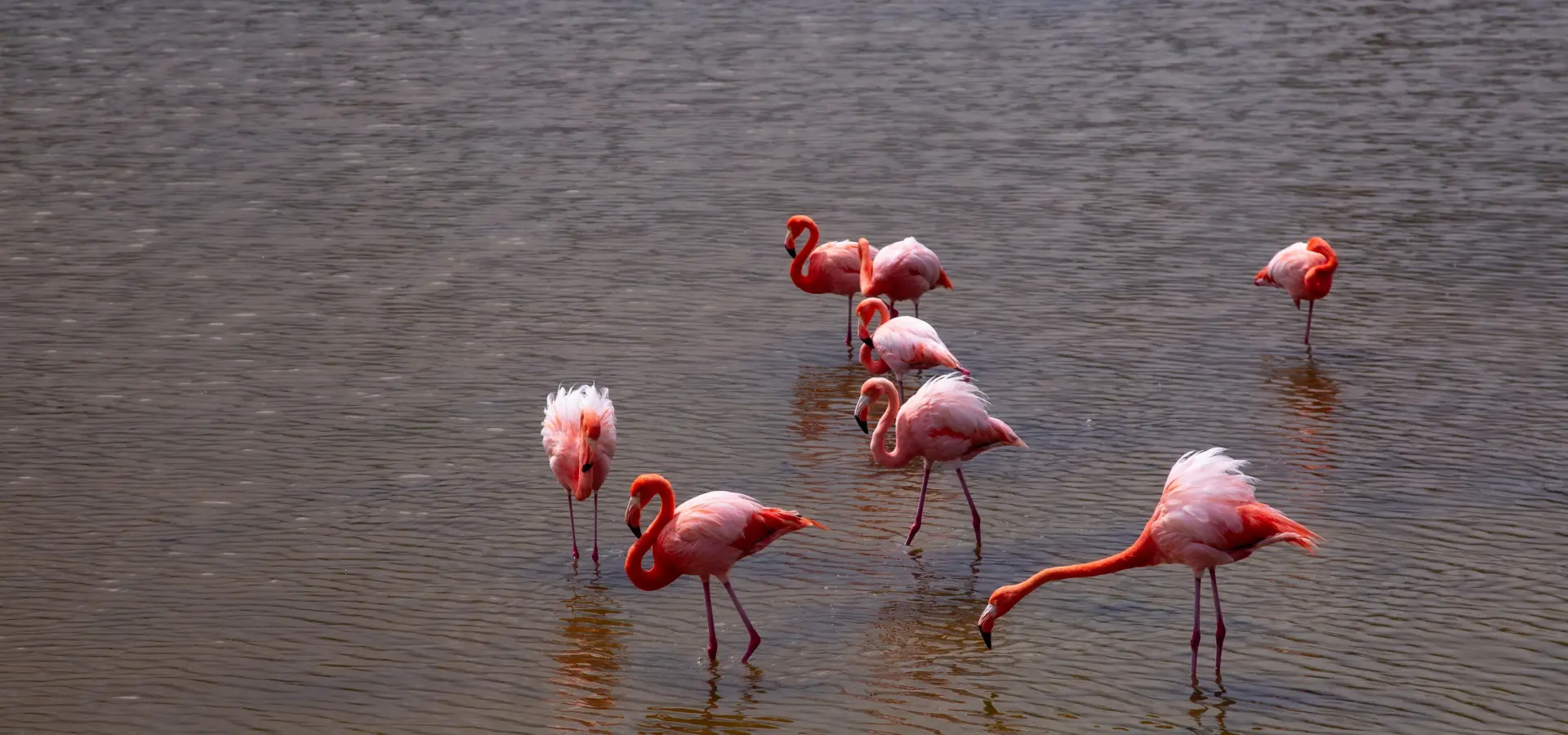Avila Travel Galapagos flamingo