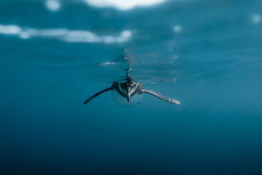 Avila Travel Galapagos penguin swimming
