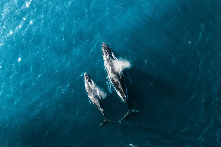 Avila Travel French Polynesia humpback whales
