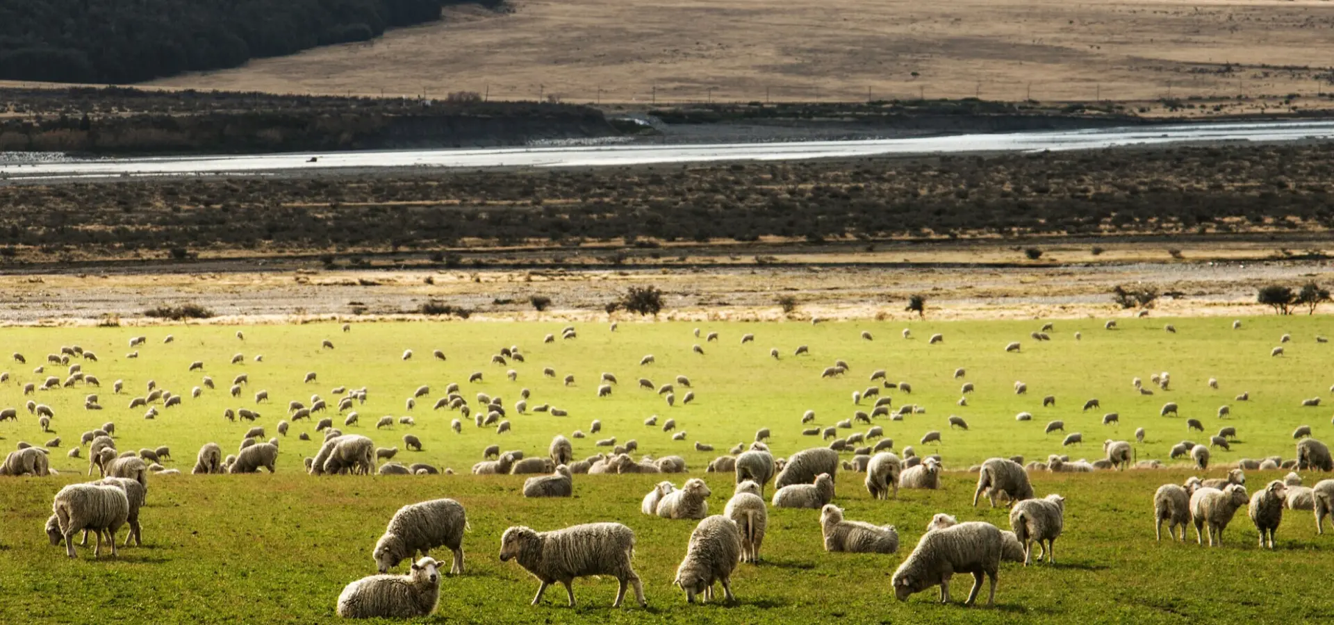 Avila Travel New Zealand Sheep grazing new zeeland