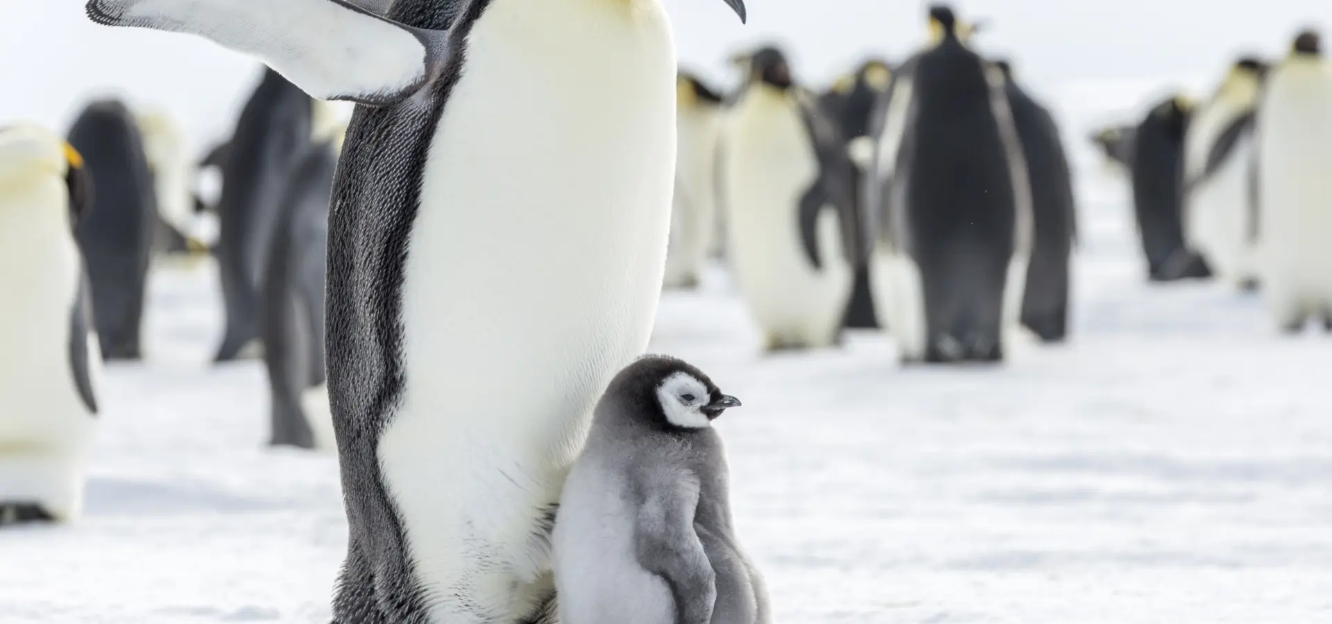 Avila Travel: Antarctica – Emperor penguin with chick