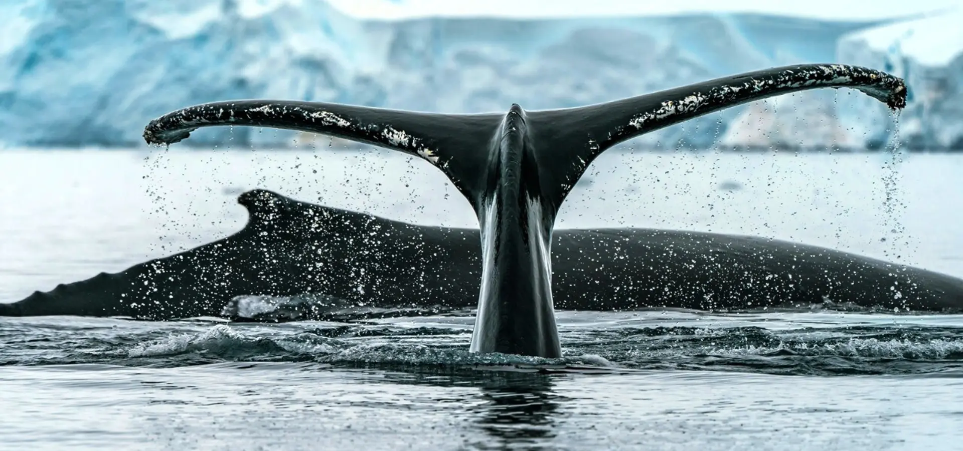 Avila Travel Antarctica whale tail