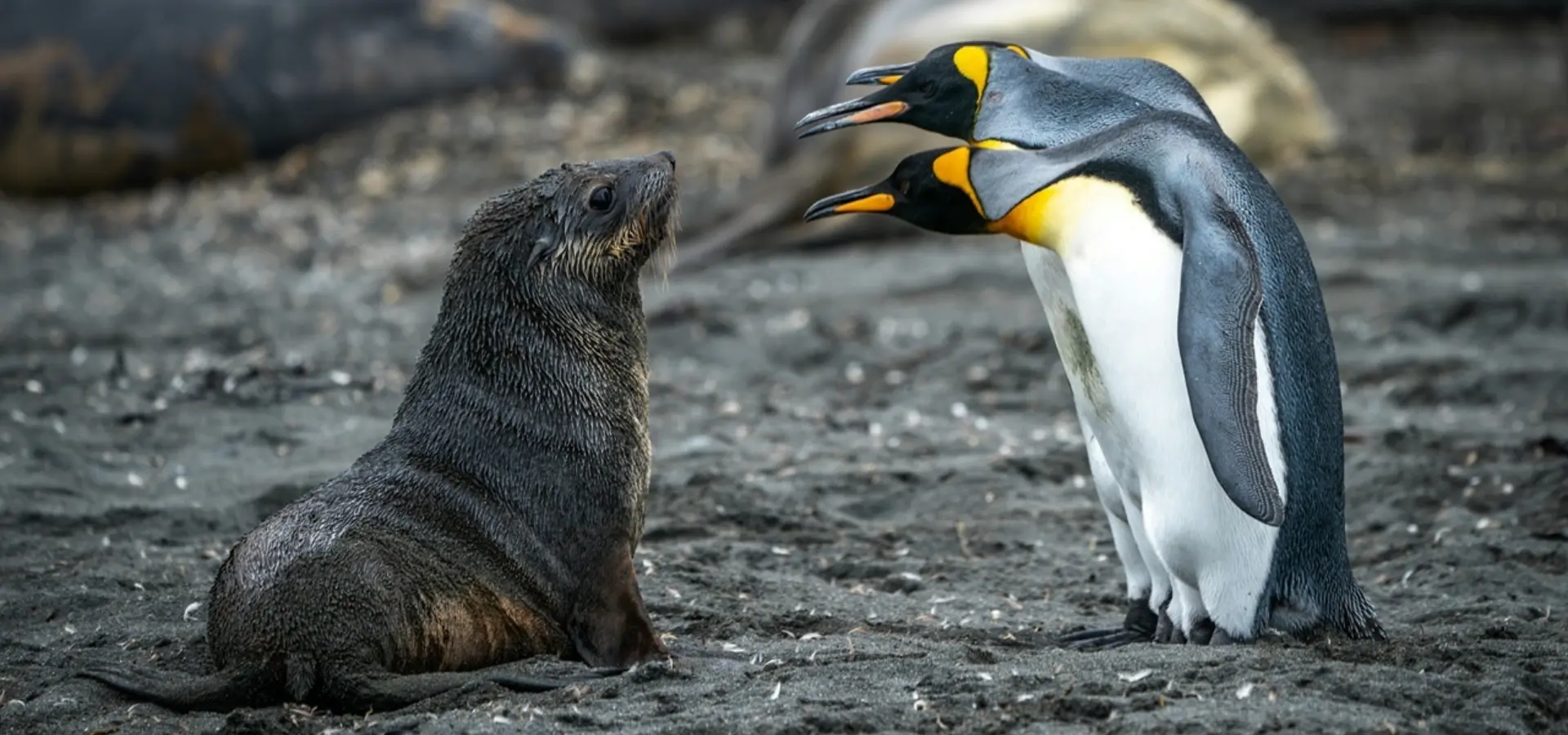 Avila Travel South Georgia South Sandwich Islands penguins and sea lion pup