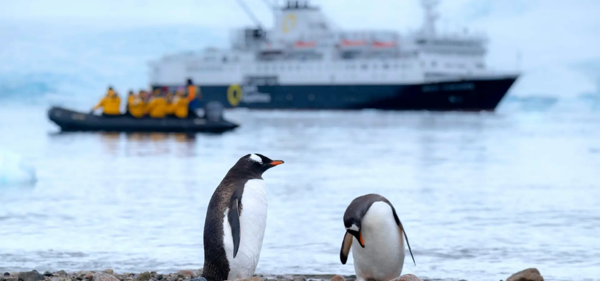 Avila Travel Antarctica Quark Expeditions penguins on land