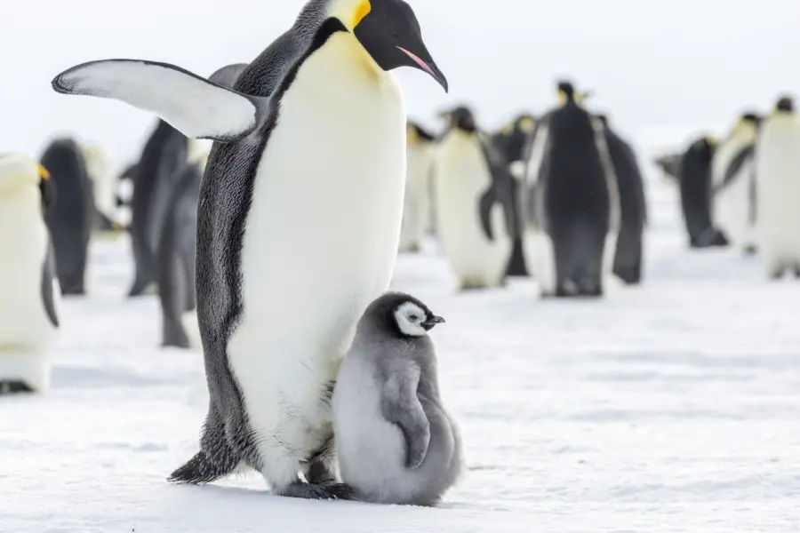 Avila Travel: Antarctica – Emperor penguin with chick