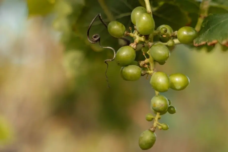 Grape