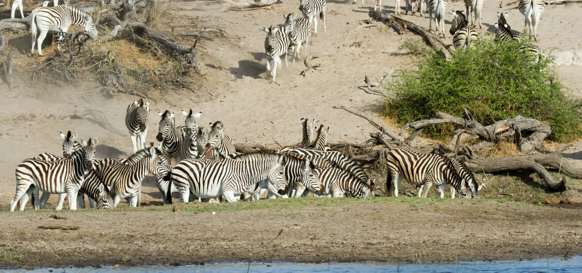 Boteti river wildlife 5760