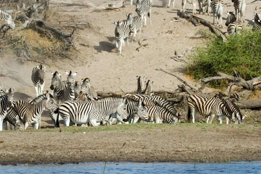 Boteti river wildlife 5760