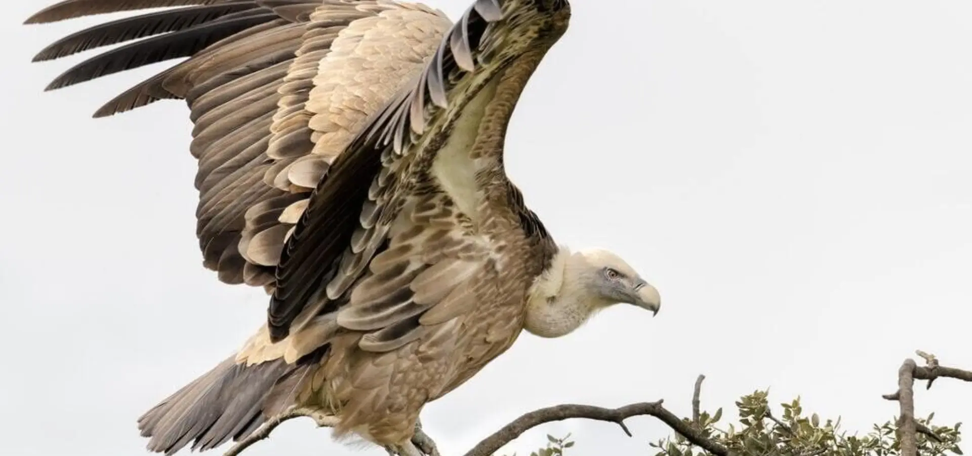 Vulture