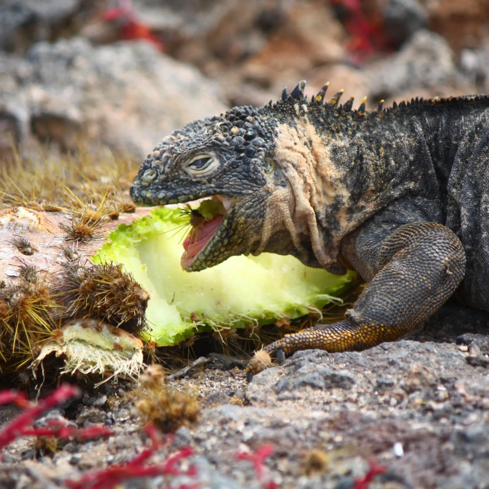 Galapagos sea island on land