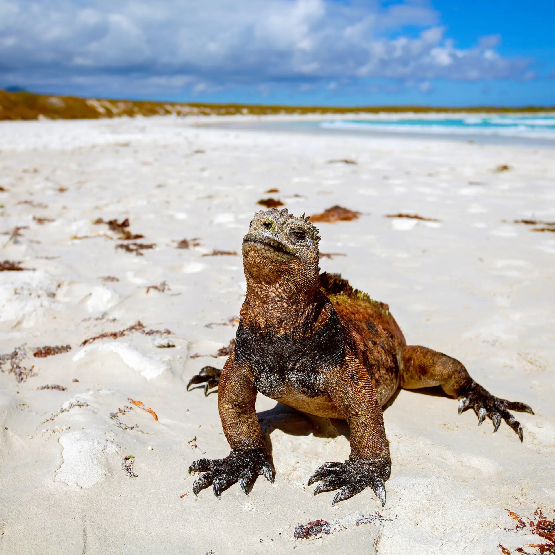 Galapagos21