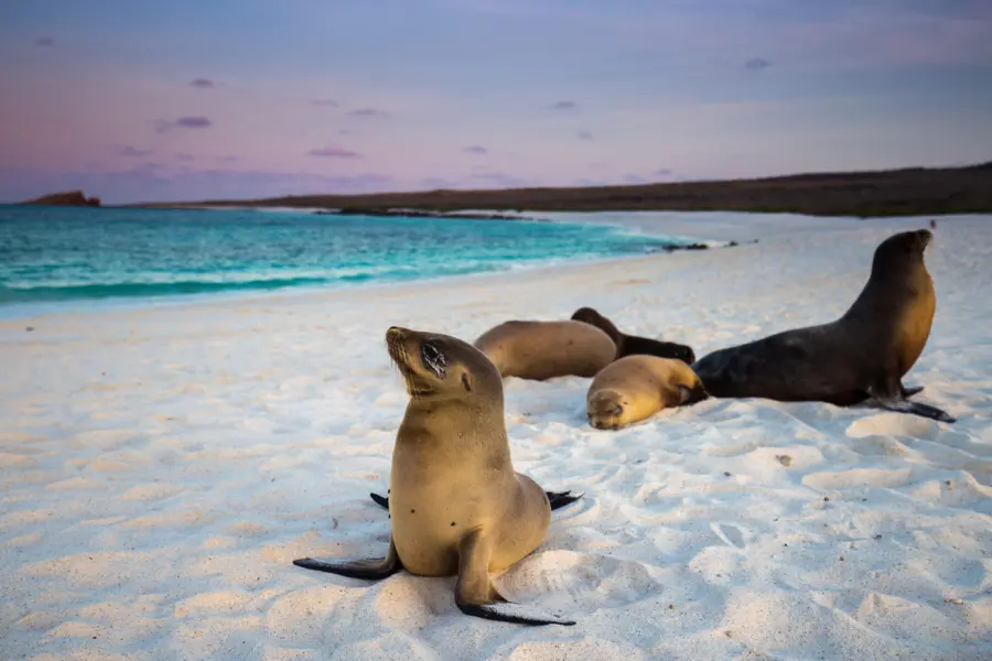 Sea Lions 2