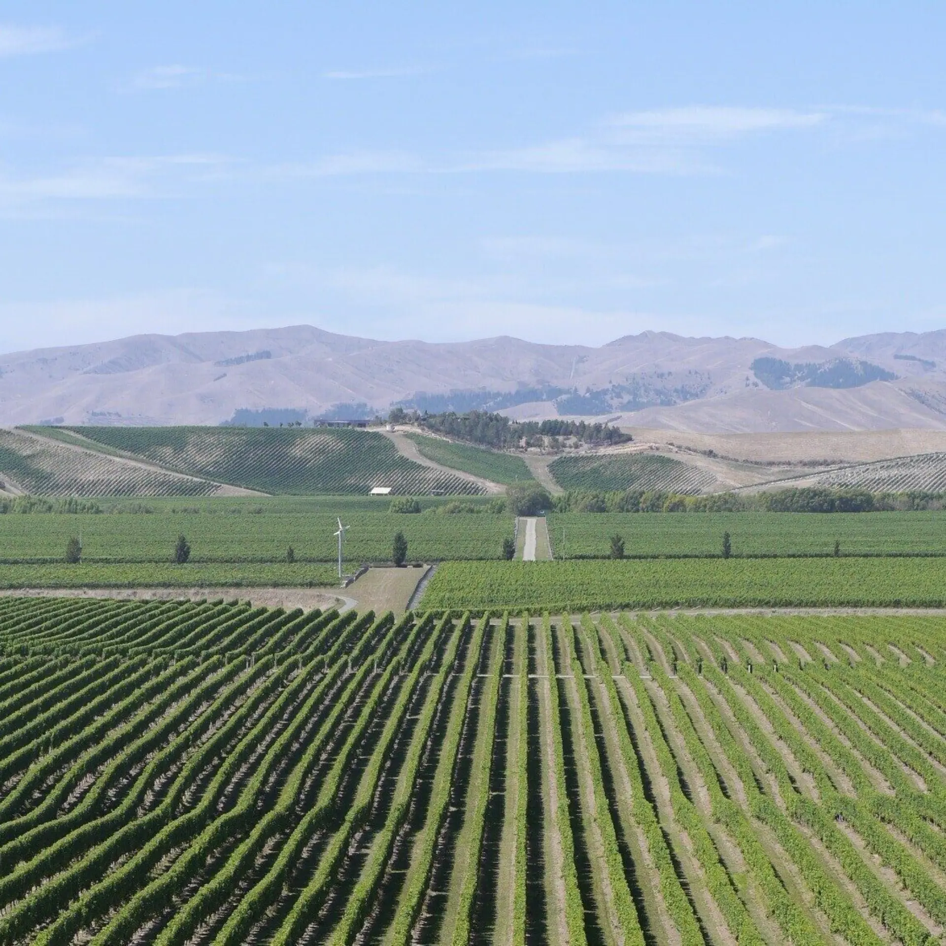 Wetrace wine 1889762