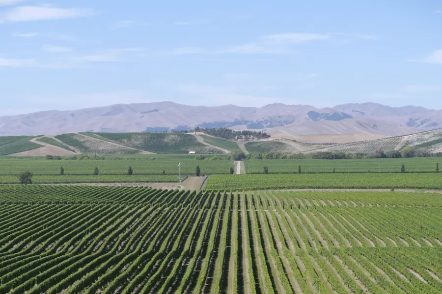 Wetrace wine 1889762