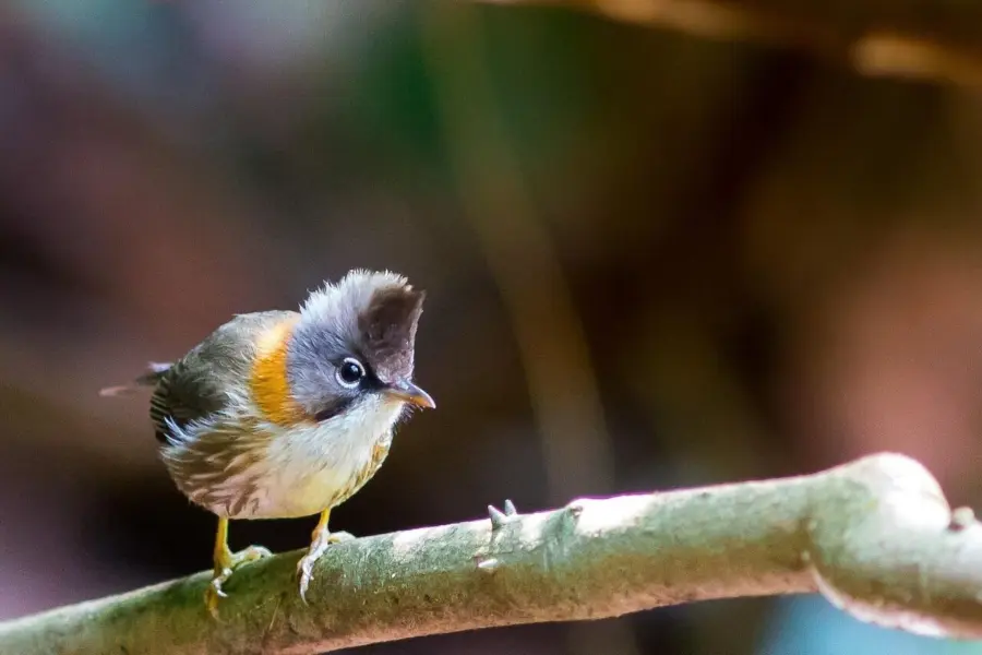 Birds of mt crested 20514311280