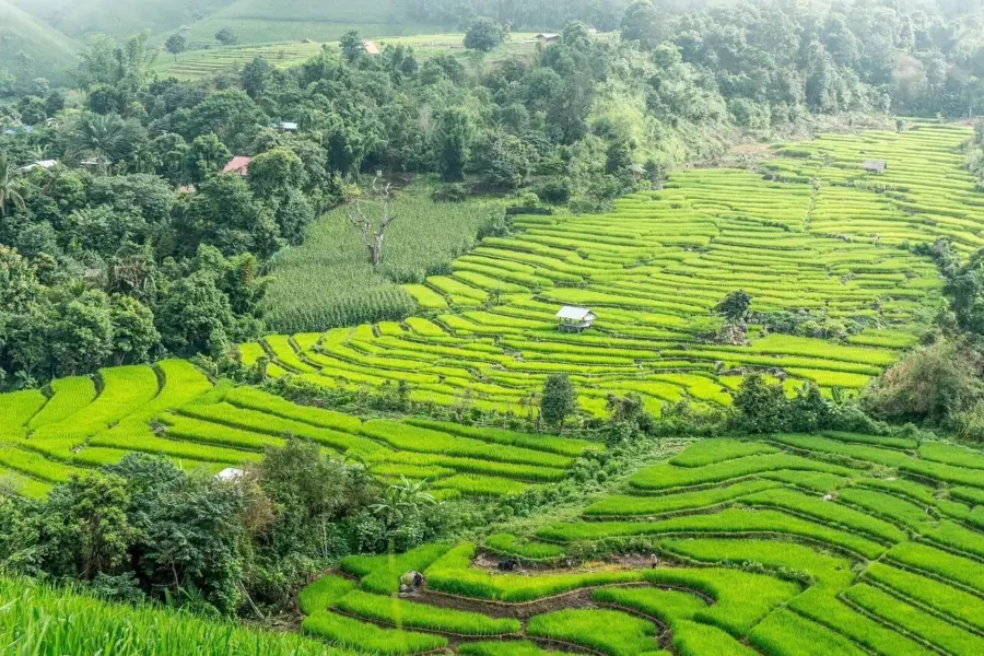 Rice terraces 22242641280