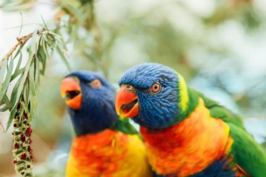 Birdss