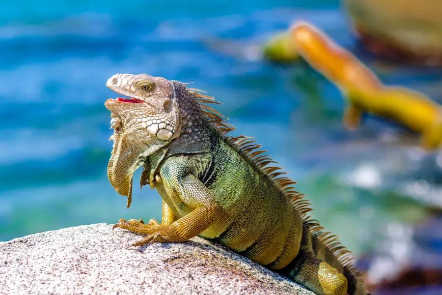 Tayrona national park 3