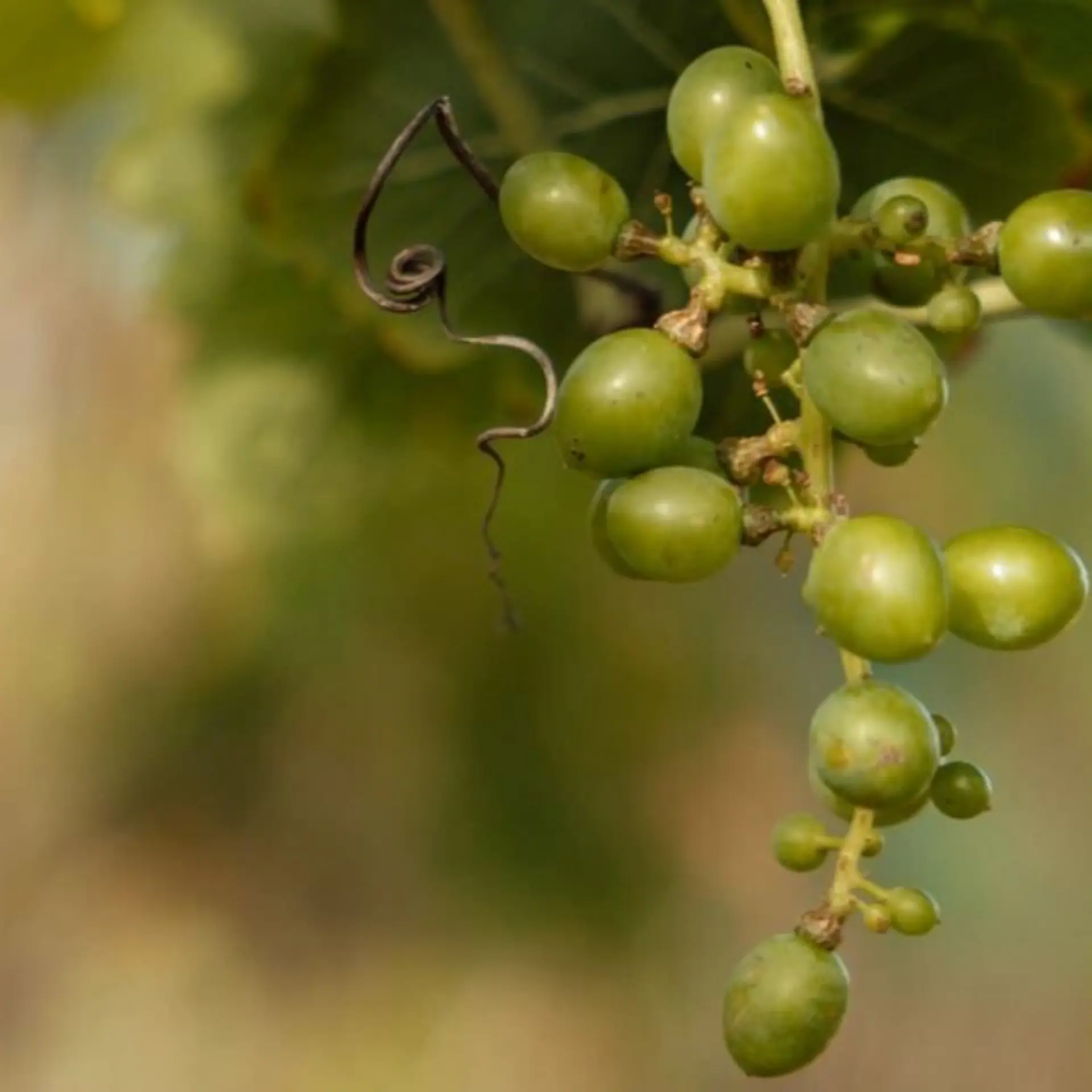 Grape