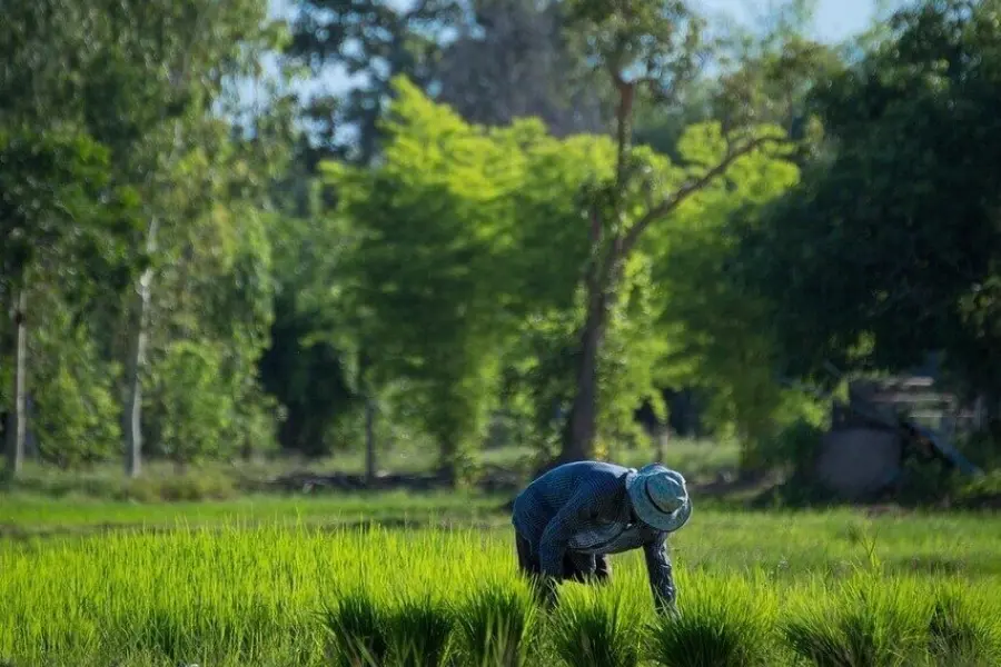 Farmer 1540259 1280
