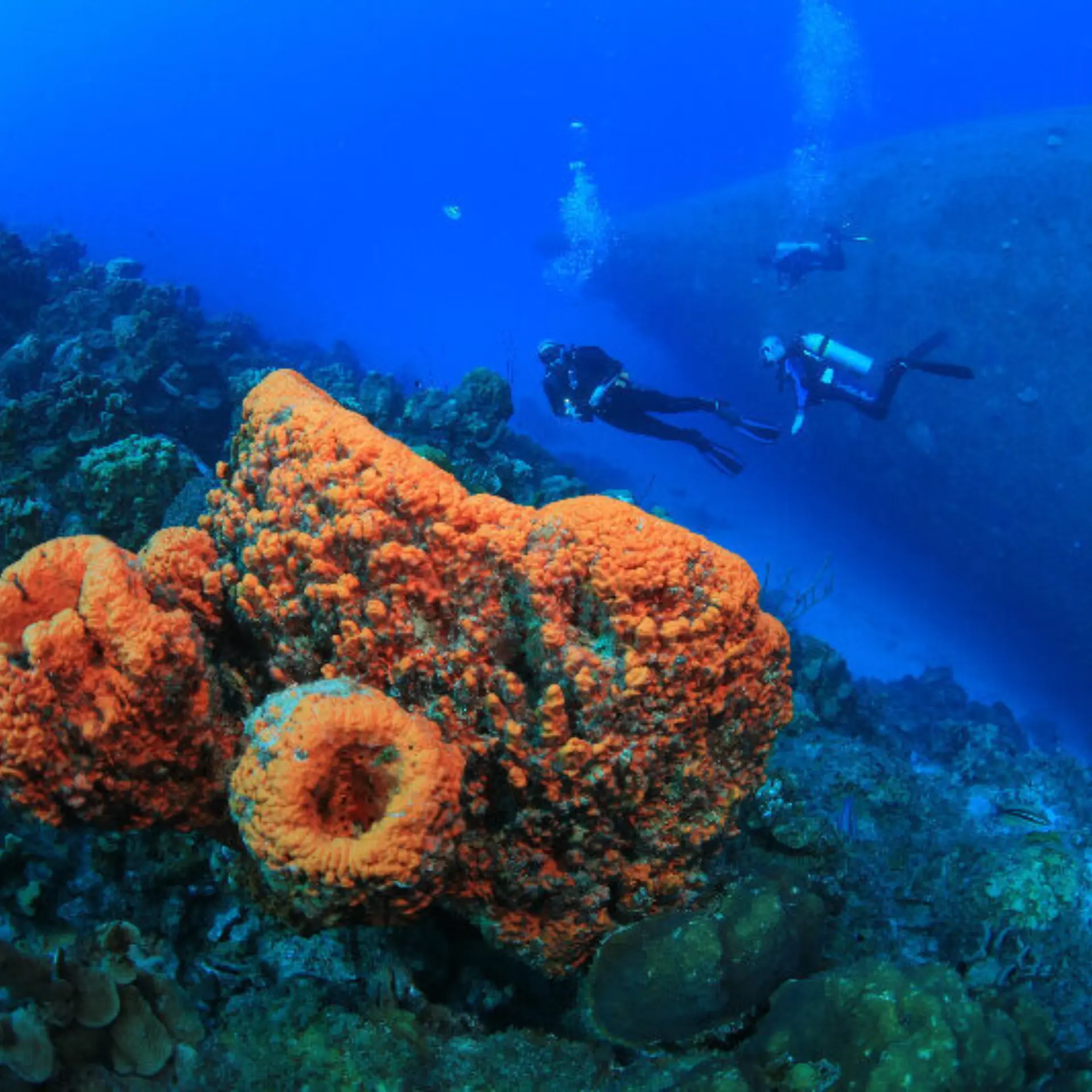1786356975799 diving in Bonaire