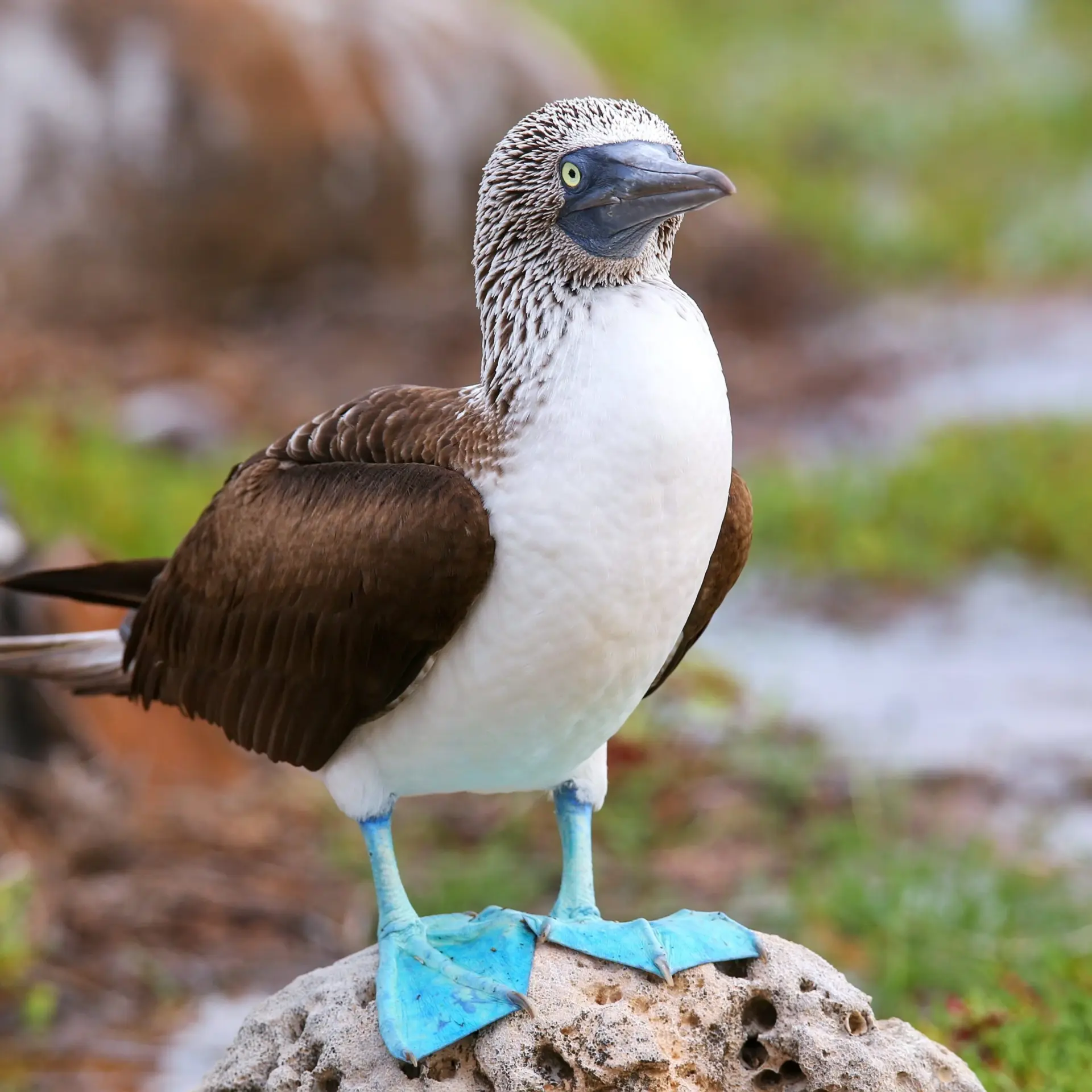 Blue legs bird galapagos1