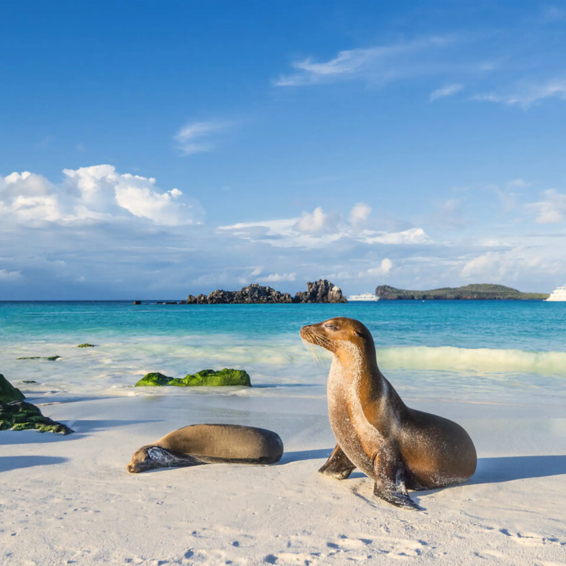 Galapagos istock 674781548