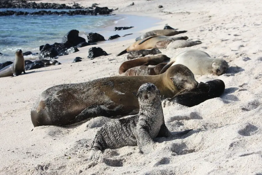 Galapagos 5014927 1280